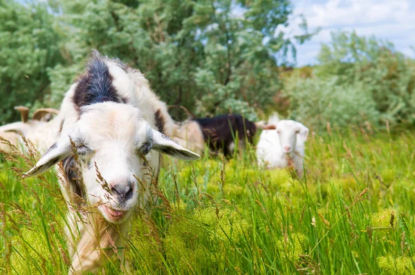 Herd Goats Grazing Meadow — Stock Photo, Image