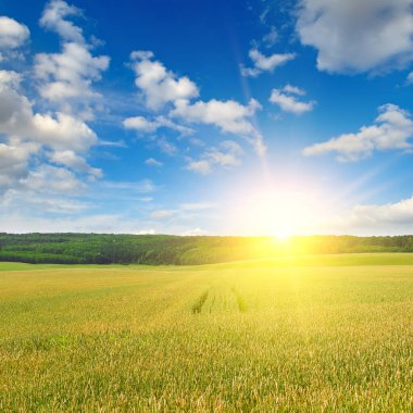 Green wheat field and bright sunrise.