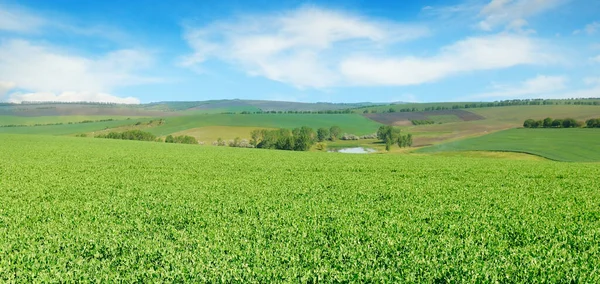 Grüne Wiese Mit Blühenden Erbsen Und Blauem Himmel Großes Foto — Stockfoto