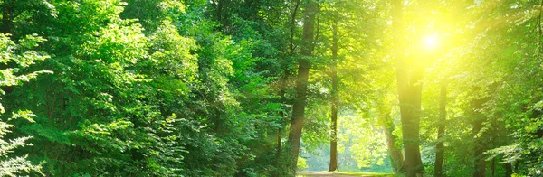 Green trees and sun in city public park. Wide photo .