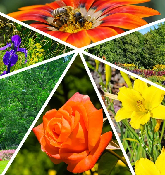 Bright Collage Photos Flowers Flower Beds — Stock Photo, Image