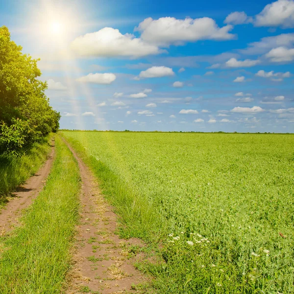 Green Pea Field Country Road Forest Strip Bright Sunrise — Stock Photo, Image