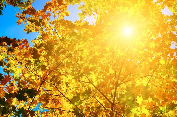 Fond Automne Avec Feuilles Érable Soleil Fond Lumineux Des Feuilles — Photo