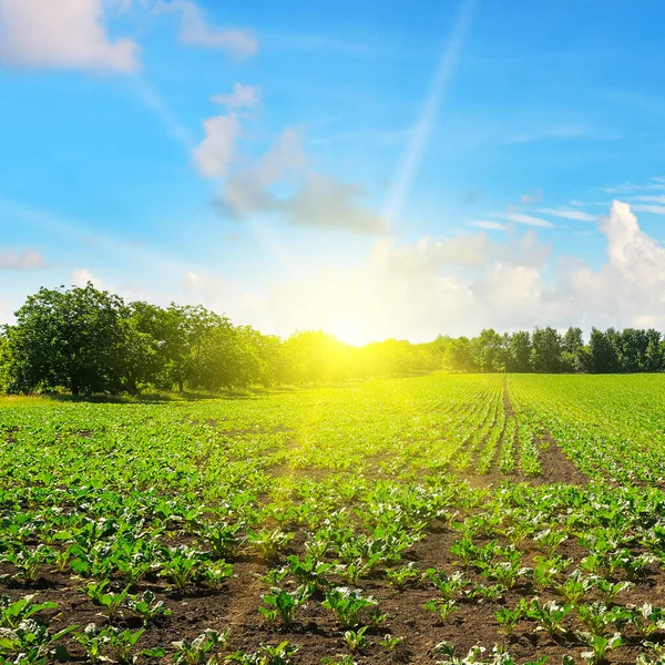Malerisches Grünes Rübenfeld Und Sonne Blauen Himmel Agrarlandschaft — Stockfoto