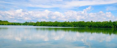 Güzel bir gölün kıyısındaki mangrov ormanları. Sri Lanka 'ya yolculuk. Geniş resim.