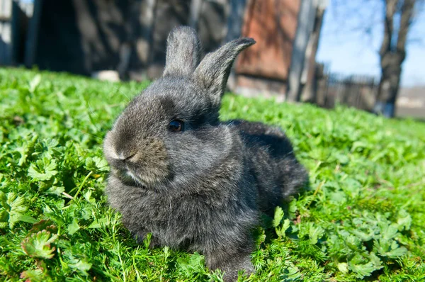 Malý Králík Zelené Louce Černý Vodní Králík Symbolem Roku 2023 — Stock fotografie