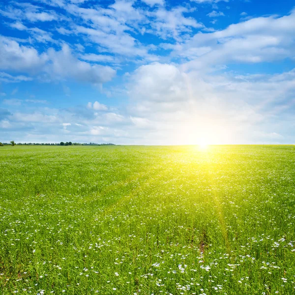 Flachsfeld Mit Blauem Himmel Und Hellem Sonnenuntergang Sonnenaufgang — Stockfoto