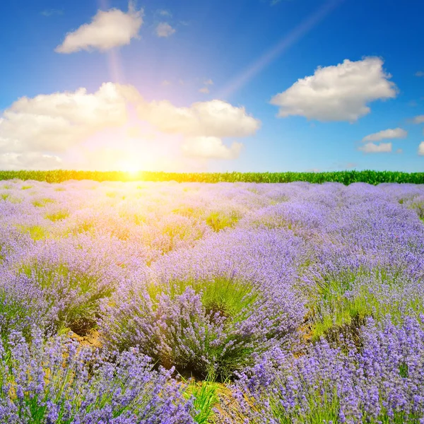 Güzel lavanta tarlası ve gün batımı manzarası.