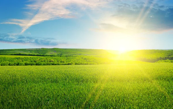 Green Wheat Field Bright Sunrise — Foto de Stock