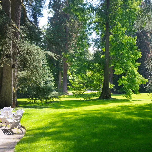 Parque Verano Con Árboles Coníferas Césped — Foto de Stock