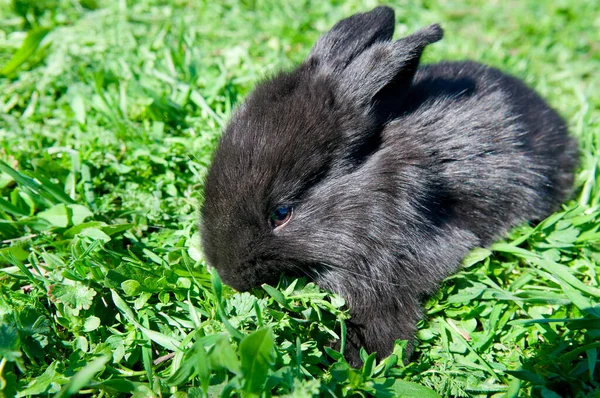 緑の牧草地に小さなウサギ 黒ウサギは2023年のシンボルです — ストック写真