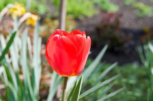 Красный Тюльпан Клумбе Весна — стоковое фото