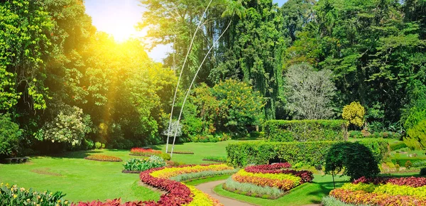 热带花园 有奇异的树木和植物 皇家植物园Peradeniya 斯里兰卡 全息图 — 图库照片