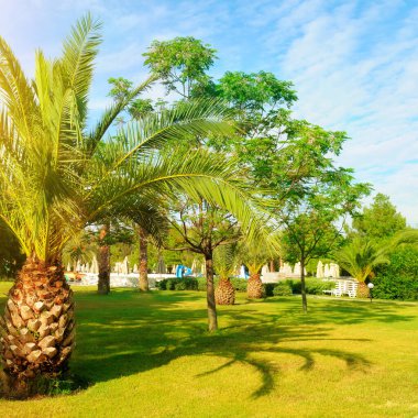 Palm tree on green lawn and sun. Vacation and travel concept.