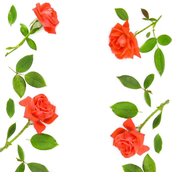 Візерунок Червоних Троянд Пелюсток Ізольовані Білому Тлі Вільний Простір Тексту — стокове фото