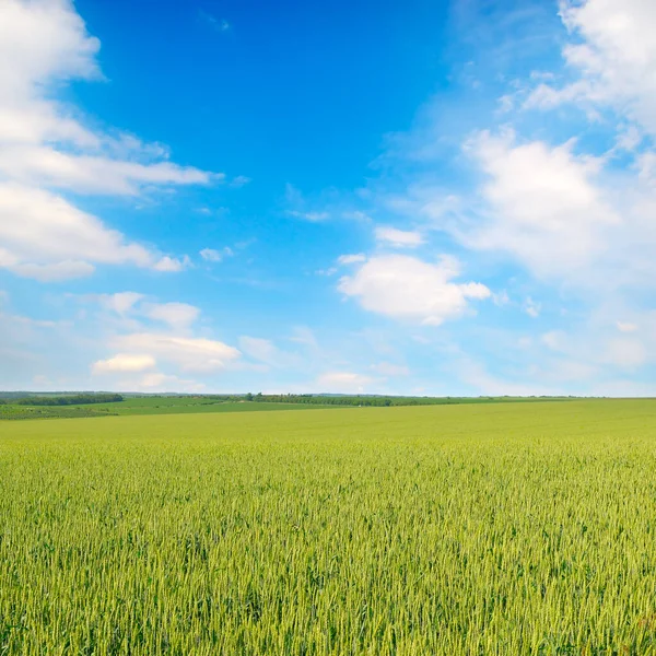 Grünes Weizenfeld Und Blauer Bewölkter Himmel — Stockfoto