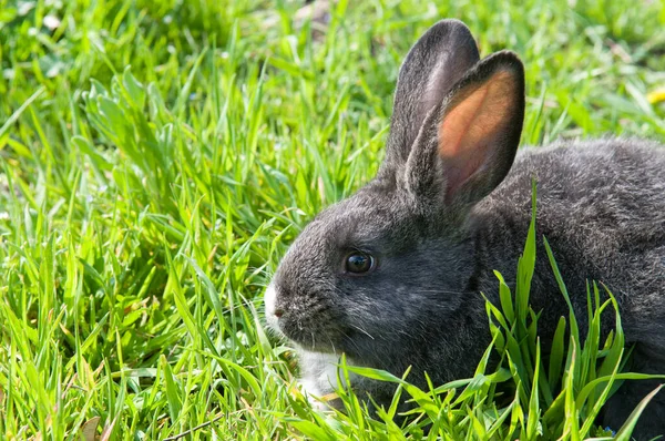 Malý Králík Zelené Louce Černý Vodní Králík Symbolem Roku 2023 — Stock fotografie