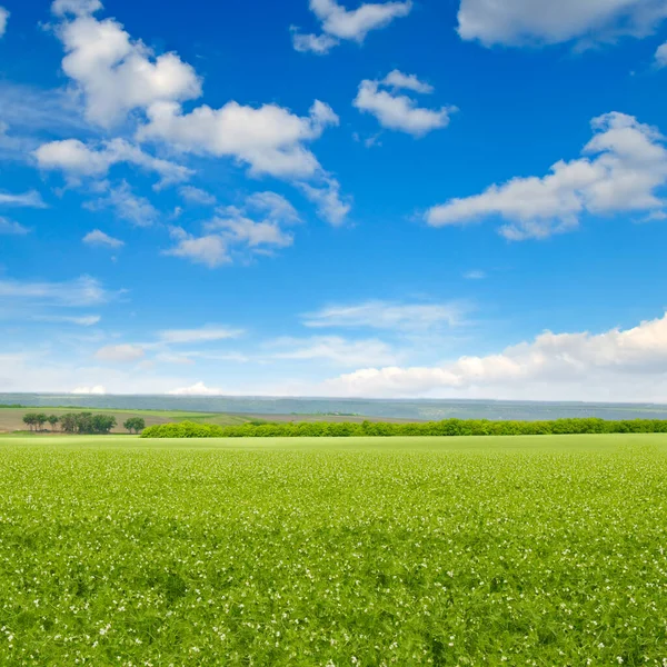 Grüne Erbsenfelder Und Blauer Himmel Agrarlandschaft — Stockfoto