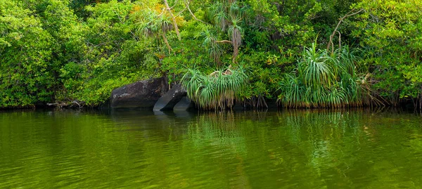 Тропические Мангровые Заросли Озеро Голубое Небо Путешествия Отдых Концепции Широкий — стоковое фото
