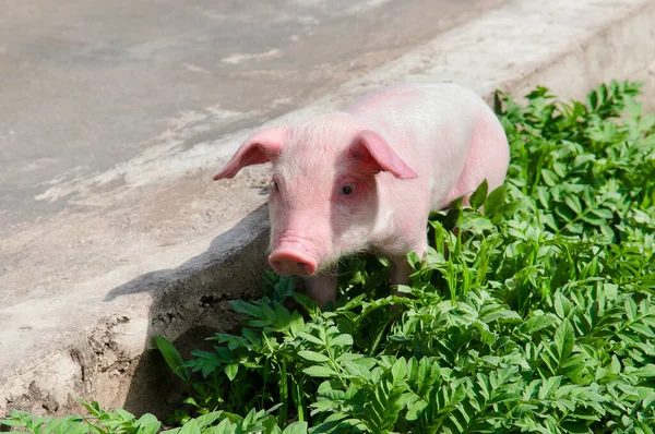 Baby pig on green grass. The concept is breeding domestic animals.