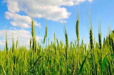 Yeşil alan ve mavi gökyüzü. Buğday kulakları yakın plan. Sığ alan derinliği.