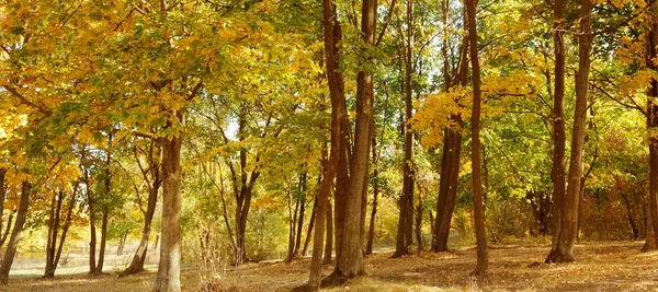 Herbstwald Mit Gelben Blättern Sonnig Und Hell Großes Foto — Stockfoto