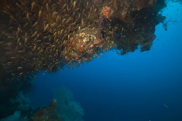 Zametače a tropickými útesy v Rudém moři. — Stock fotografie