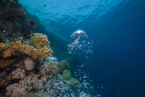 Bolla d'aria e barriera corallina tropicale nel Mar Rosso . — Foto Stock