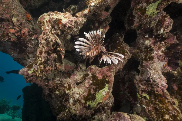 Lionish 和热带珊瑚礁在红海. — 图库照片