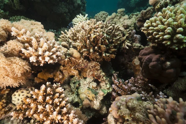 Fish and tropical reef in the Red Sea. — Stock Photo, Image