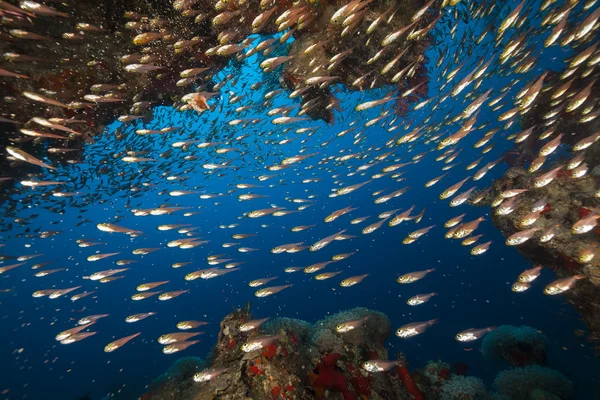 Spazzatrici e barriere coralline tropicali nel Mar Rosso . — Foto Stock