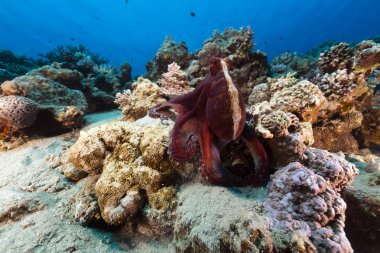 Kızıl Deniz resif ahtapot (ahtapot cyaneus). 