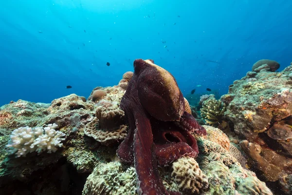 Reef bläckfisk (octopus cyaneus) i Röda havet. — Stockfoto