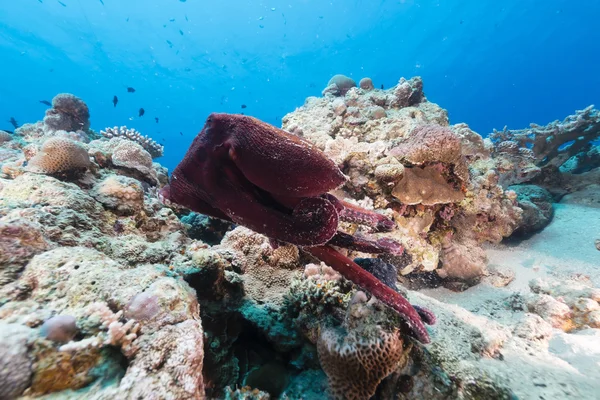 Kızıl Deniz resif ahtapot (ahtapot cyaneus). — Stok fotoğraf