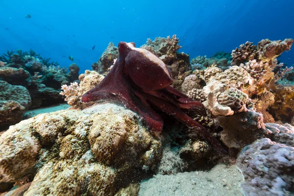 Riffkrake (Oktopus cyaneus) im Roten Meer. — Stockfoto