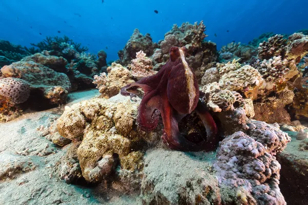 Zátony octopus (polip cyaneus), a Vörös-tengeren. — Stock Fotó