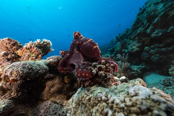 Polpo di scogliera (polpo cyaneus) nel Mar Rosso . — Foto Stock