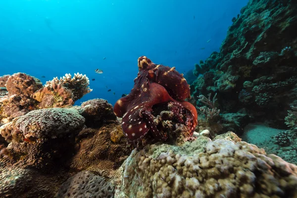 Útes chobotnice (chobotnice cyaneus) v Rudém moři. — Stock fotografie