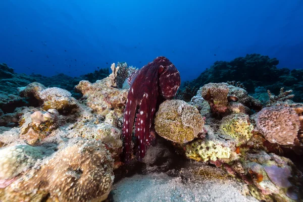 Rif octopus (octopus cyaneus) in de rode zee. — Stockfoto