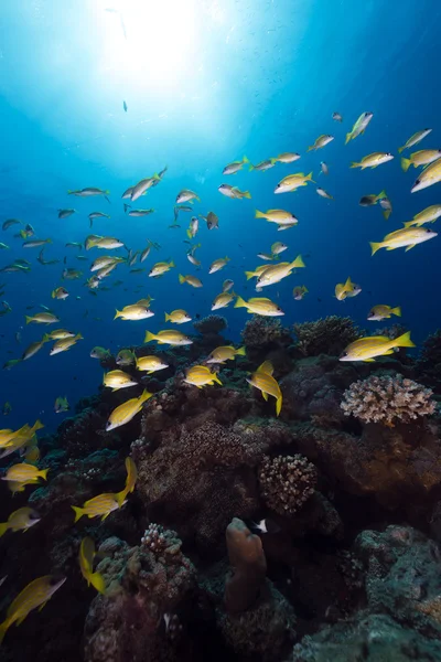 Blauw gestreept snappers in de rode zee. — Stockfoto