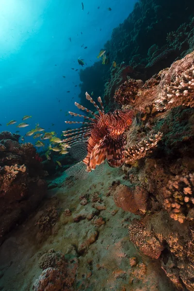 Tropiska vatten i Röda havet. — Stockfoto