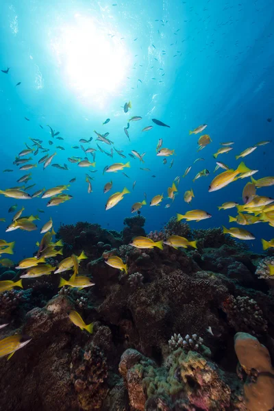 Blauw gestreept snappers in de rode zee. — Stockfoto