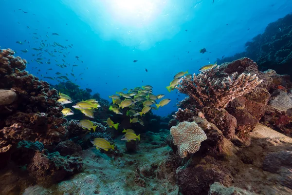 Kék csíkos csattogóhalak, a Vörös-tengeren. — Stock Fotó