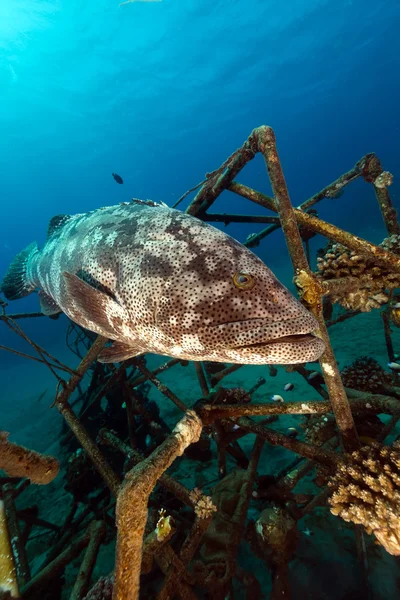 Malabar grouper in the Red Sea. — Stock Photo, Image