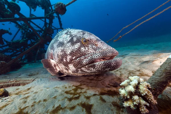 Malabar grouper in the Red Sea. — Stock Photo, Image