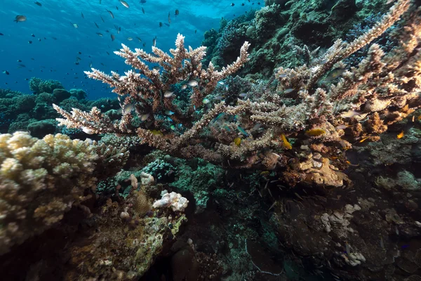Tropické vody Rudého moře. — Stock fotografie
