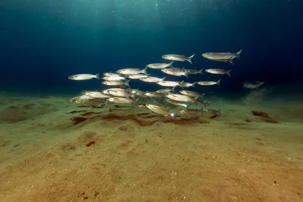 Fransenbarbe im tropischen Wasser des Roten Meeres. — Stockfoto