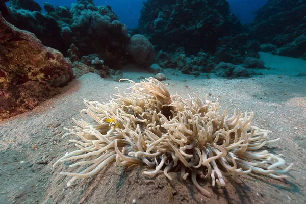 Anemone in de rode zee. Rechtenvrije Stockafbeeldingen