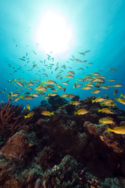 Blå-randiga snappers i Röda havet. Stockbild