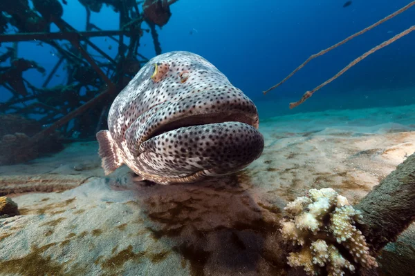 Malabar grouper i Röda havet. Stockbild